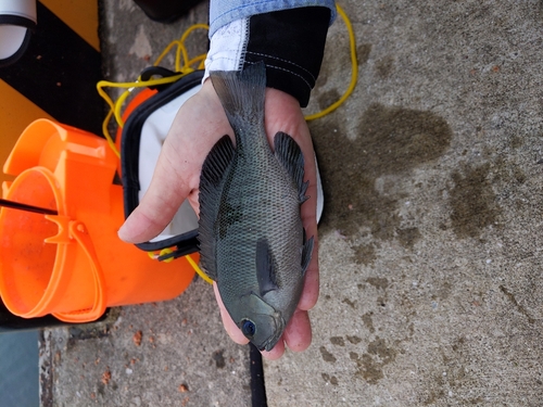 メジナの釣果