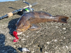 アイナメの釣果