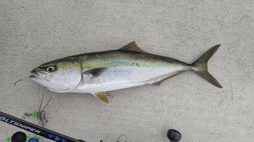 メジロの釣果