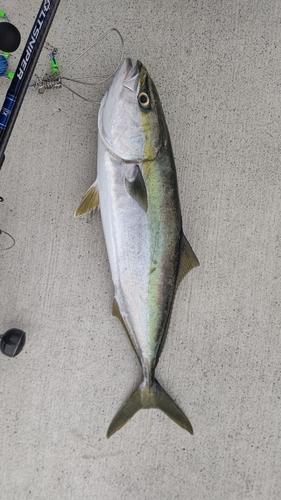 メジロの釣果