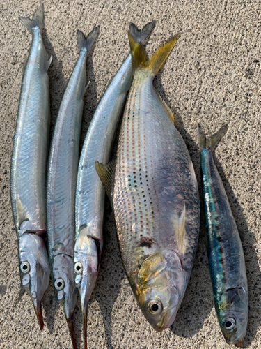 サヨリの釣果