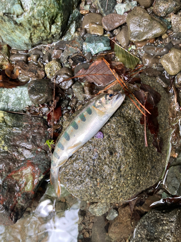 アマゴの釣果