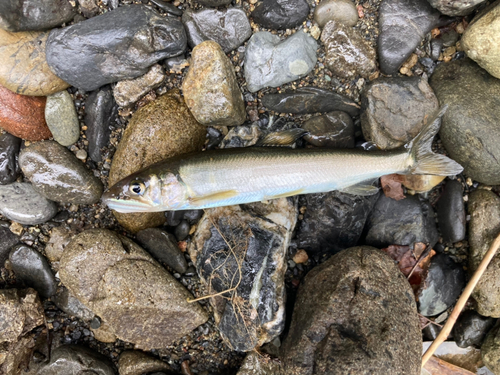 アユの釣果