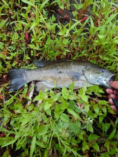 スモールマウスバスの釣果