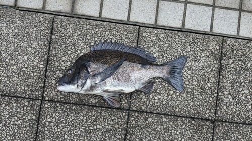 クロダイの釣果