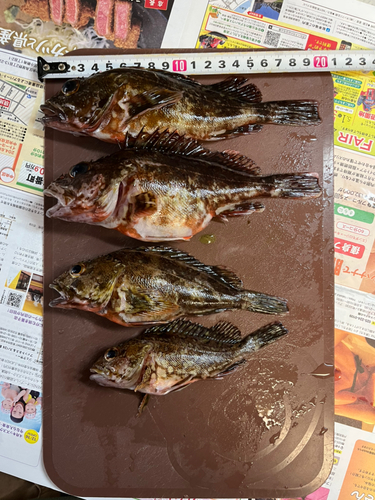 カサゴの釣果