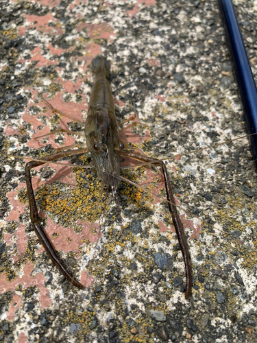 テナガエビの釣果