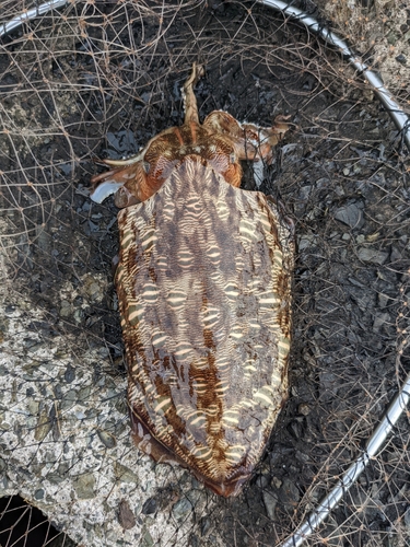 コウイカの釣果