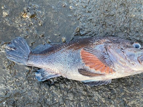 マゾイの釣果