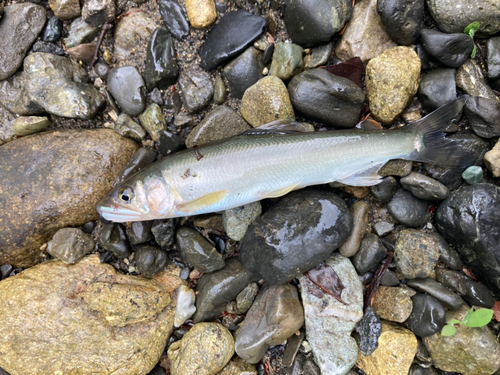 アユの釣果