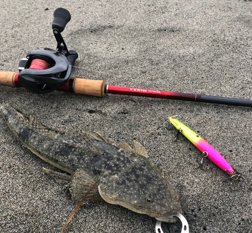 マゴチの釣果