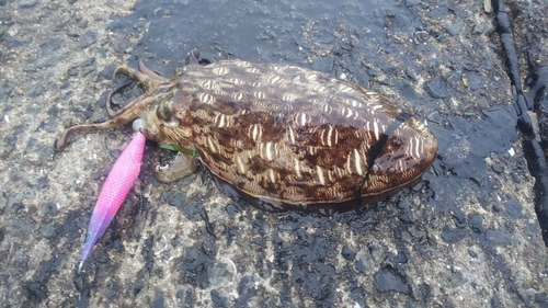 モンゴウイカの釣果