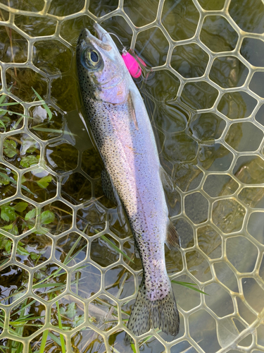 ニジマスの釣果