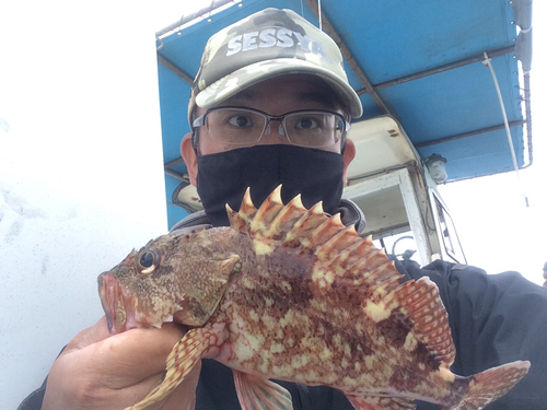 アラカブの釣果