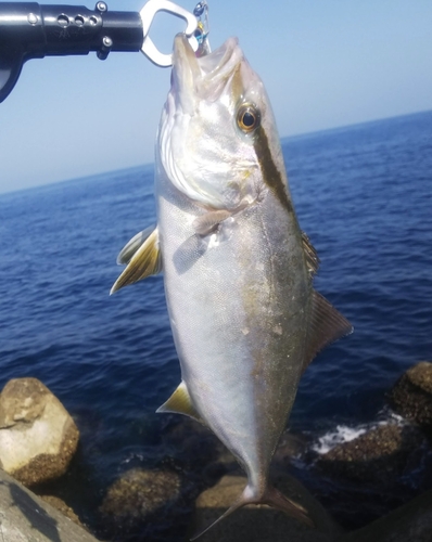 ショゴの釣果