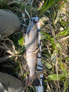 アメマスの釣果