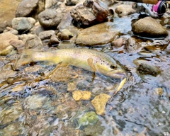 ブラウントラウトの釣果