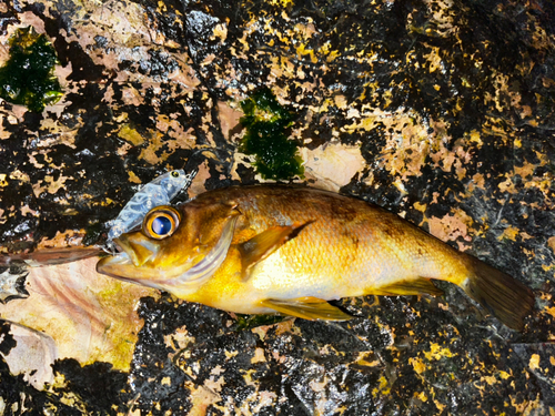 アカメバルの釣果