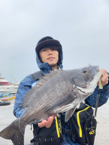 チヌの釣果