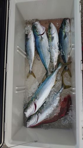 フクラギの釣果