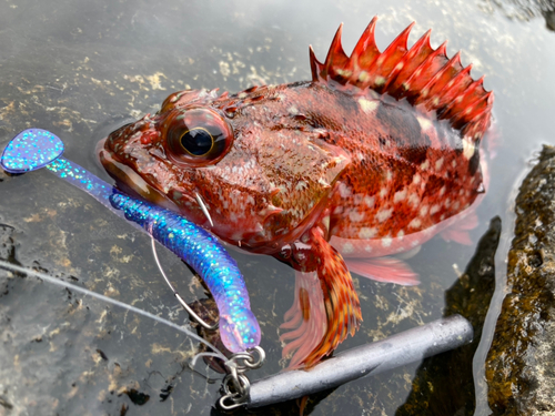 カサゴの釣果