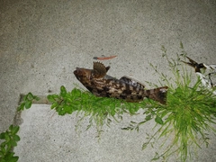 アイナメの釣果