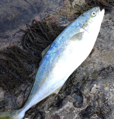 ワラサの釣果