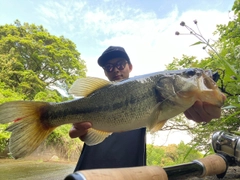 ラージマウスバスの釣果