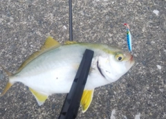 ショゴの釣果