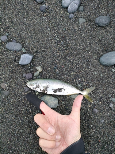 ワカシの釣果