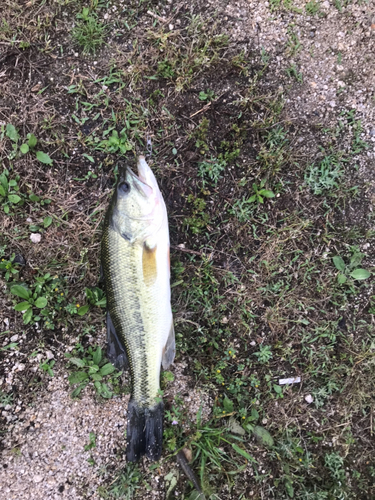 ブラックバスの釣果