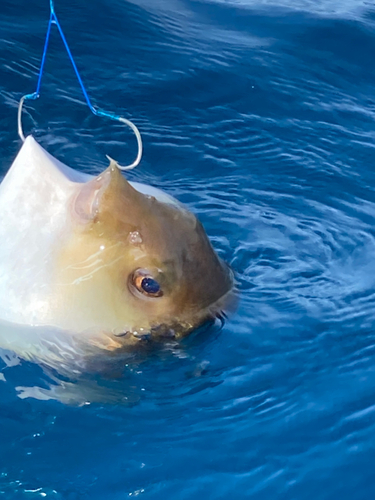 ヨリトフグの釣果