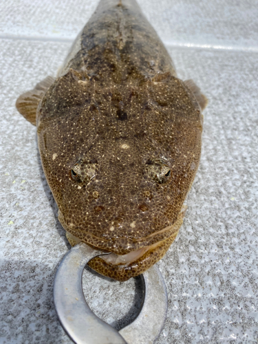 マゴチの釣果