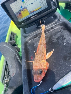 ヒメの釣果