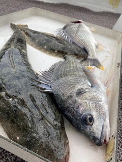 マゴチの釣果