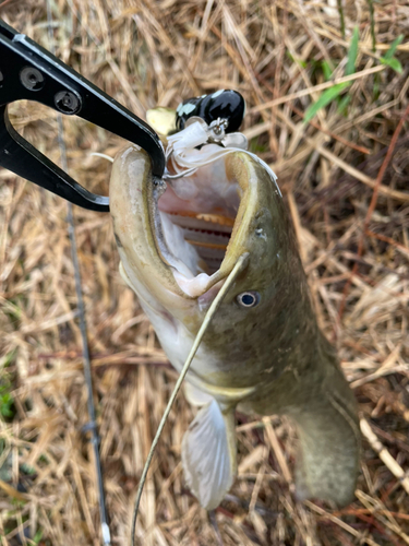 マナマズの釣果