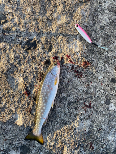 アメマスの釣果