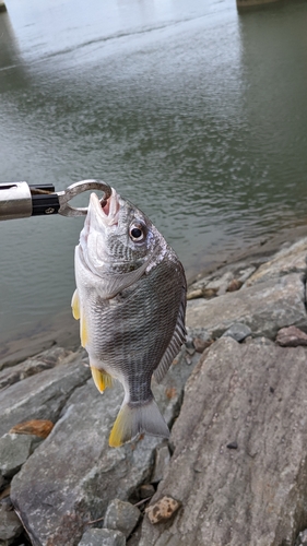 キビレの釣果