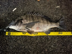 クロダイの釣果