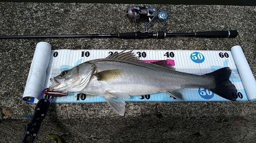 シーバスの釣果