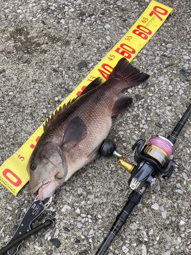 コブダイの釣果