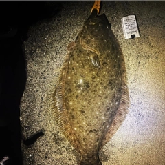 ヒラメの釣果