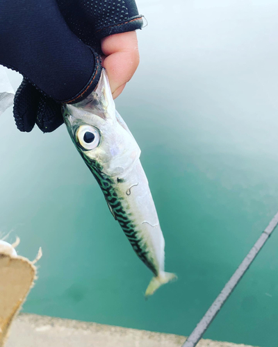 サバの釣果