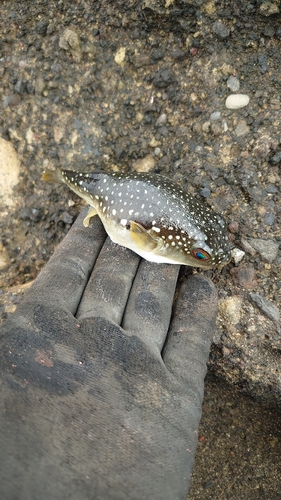 クサフグの釣果