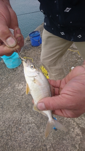 カンパチの釣果