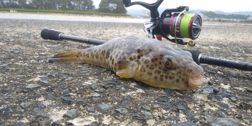 フグの釣果