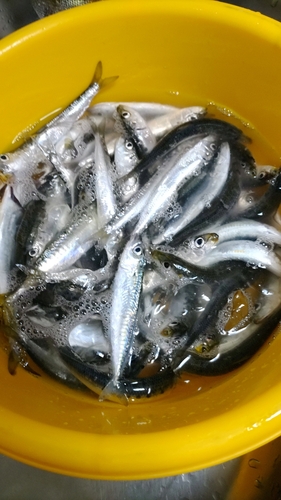 イワシの釣果