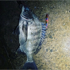 チヌの釣果