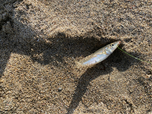 キスの釣果