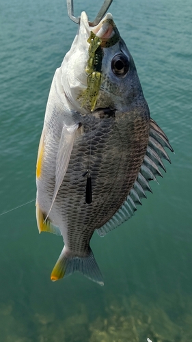 キビレの釣果